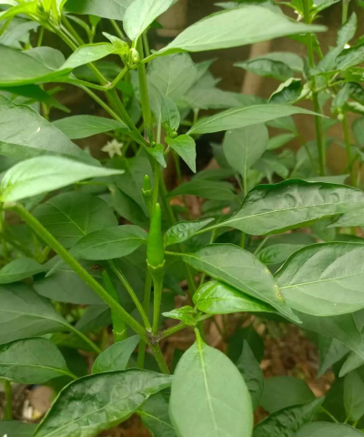 辣椒多久开花结果