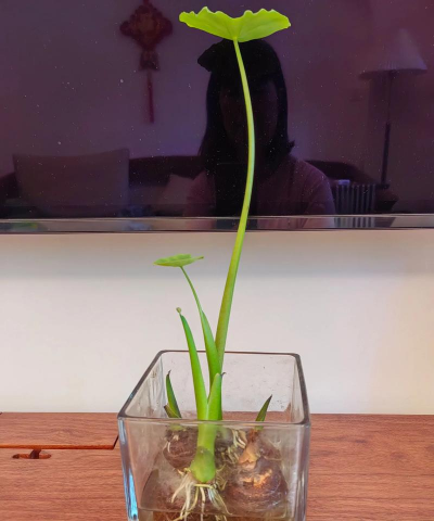 小众送妈妈的花有哪些花