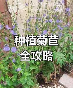 菊花菜怎么种植