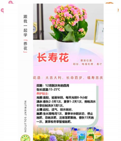 小众送妈妈的花有哪些花