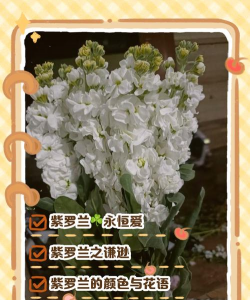 小众送妈妈的花有哪些花