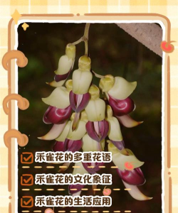 小众送妈妈的花有哪些花