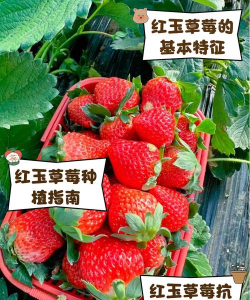 红玉草莓是早熟品种吗