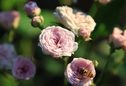 小众送妈妈的花有哪些花