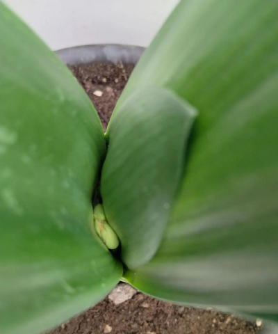 小众送妈妈的花有哪些花