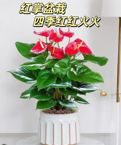 小众送妈妈的花有哪些花