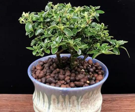 小众送妈妈的花有哪些花