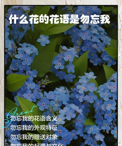 小众送妈妈的花有哪些花