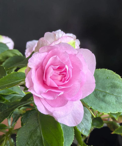 小众送妈妈的花有哪些花