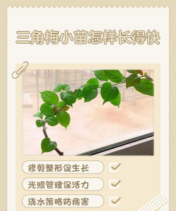梅花树苗怎么种植方法