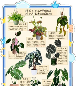 小众送妈妈的花有哪些花