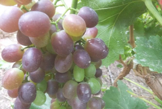 小众送妈妈的花有哪些花