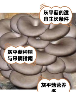 平菇的种植方法