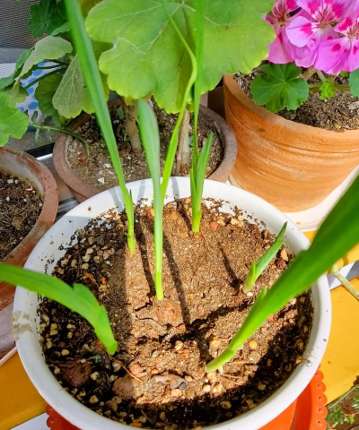 小众送妈妈的花有哪些花