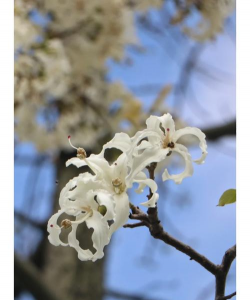小众送妈妈的花有哪些花
