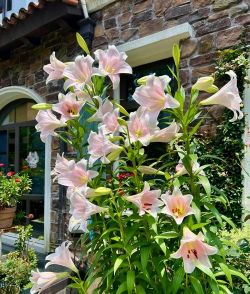 小众送妈妈的花有哪些花