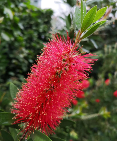 小众送妈妈的花有哪些花