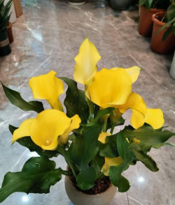 小众送妈妈的花有哪些花