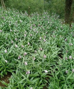 小众送妈妈的花有哪些花
