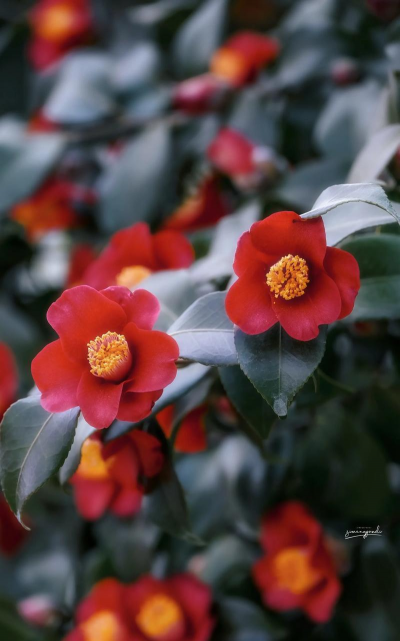 小众送妈妈的花有哪些花