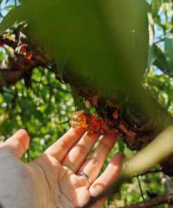 小众送妈妈的花有哪些花