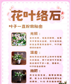 小众送妈妈的花有哪些花