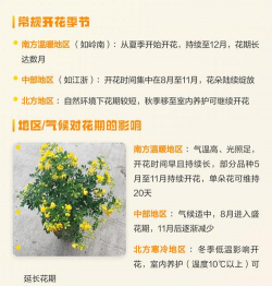 小众送妈妈的花有哪些花