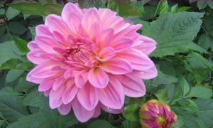 小众送妈妈的花有哪些花