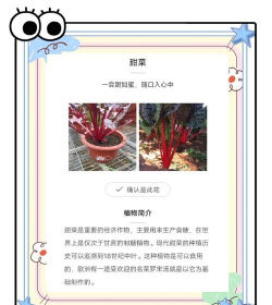 甜菜怎么种植