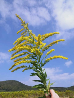 小众送妈妈的花有哪些花