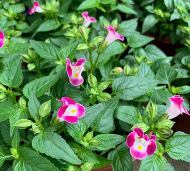 小众送妈妈的花有哪些花