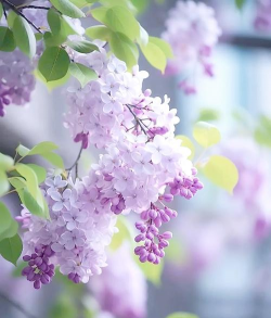 小众送妈妈的花有哪些花