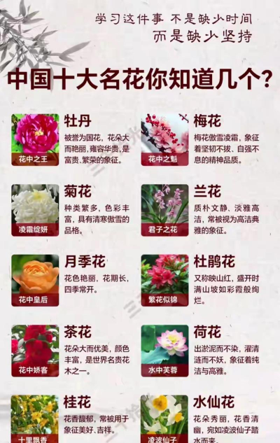 小众送妈妈的花有哪些花