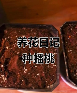 小众送妈妈的花有哪些花