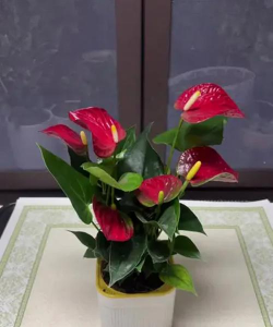 小众送妈妈的花有哪些花