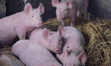 小众送妈妈的花有哪些花