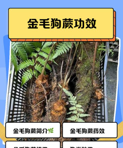 金毛狗植物的功效