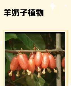 小众送妈妈的花有哪些花