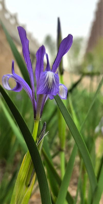 小众送妈妈的花有哪些花