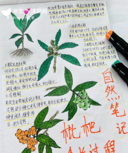 枇杷的生长过程