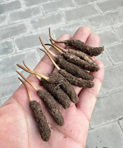 小众送妈妈的花有哪些花