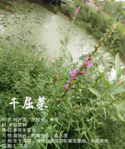 千屈菜怎么种植
