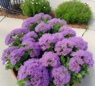 小众送妈妈的花有哪些花