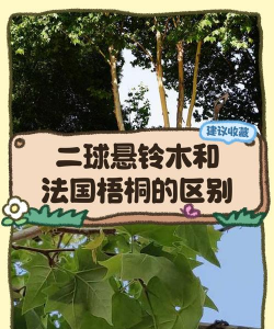 梧桐和法国梧桐的区别