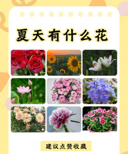 小众送妈妈的花有哪些花