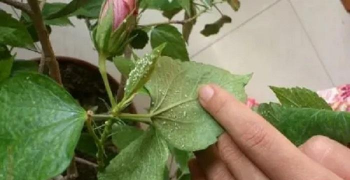 小众送妈妈的花有哪些花