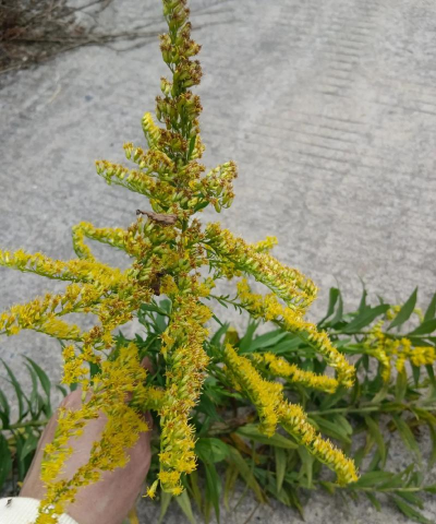 小众送妈妈的花有哪些花