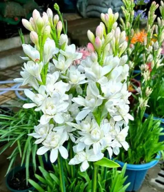 小众送妈妈的花有哪些花