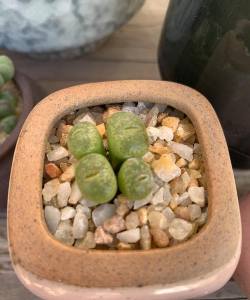 小众送妈妈的花有哪些花