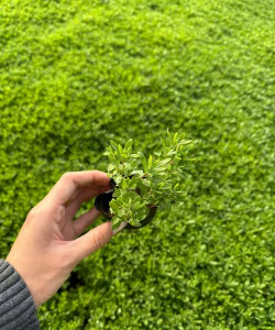 小众送妈妈的花有哪些花